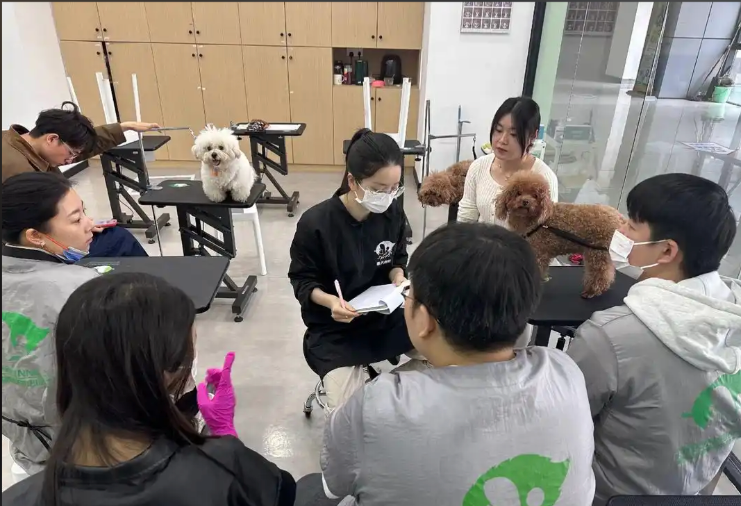 钟楼区宠物美容宠物美容培训学校 - 推荐